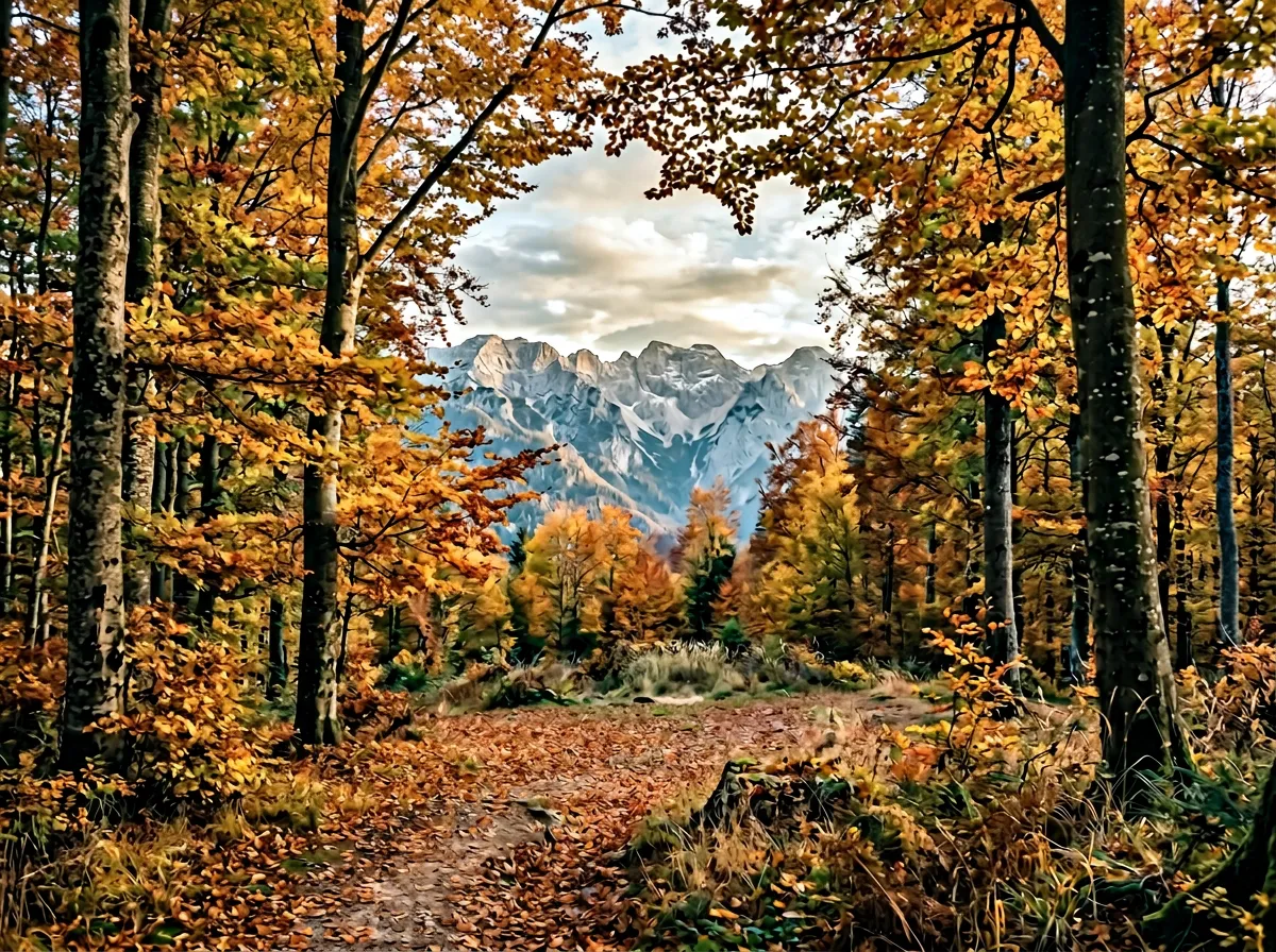 Forest clearing with mountain ridge visible through autumn-coloured beech trees